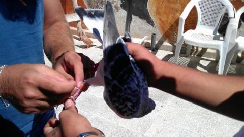 Activists tie papers with the name of detainees to the legs of pigeons. Source: UFSS´s Facebook page.