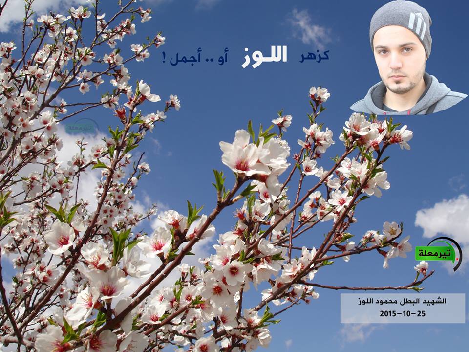[The “martyr” Mahmoud al-Loz/ Source: Teir Maalah Facebook Page].