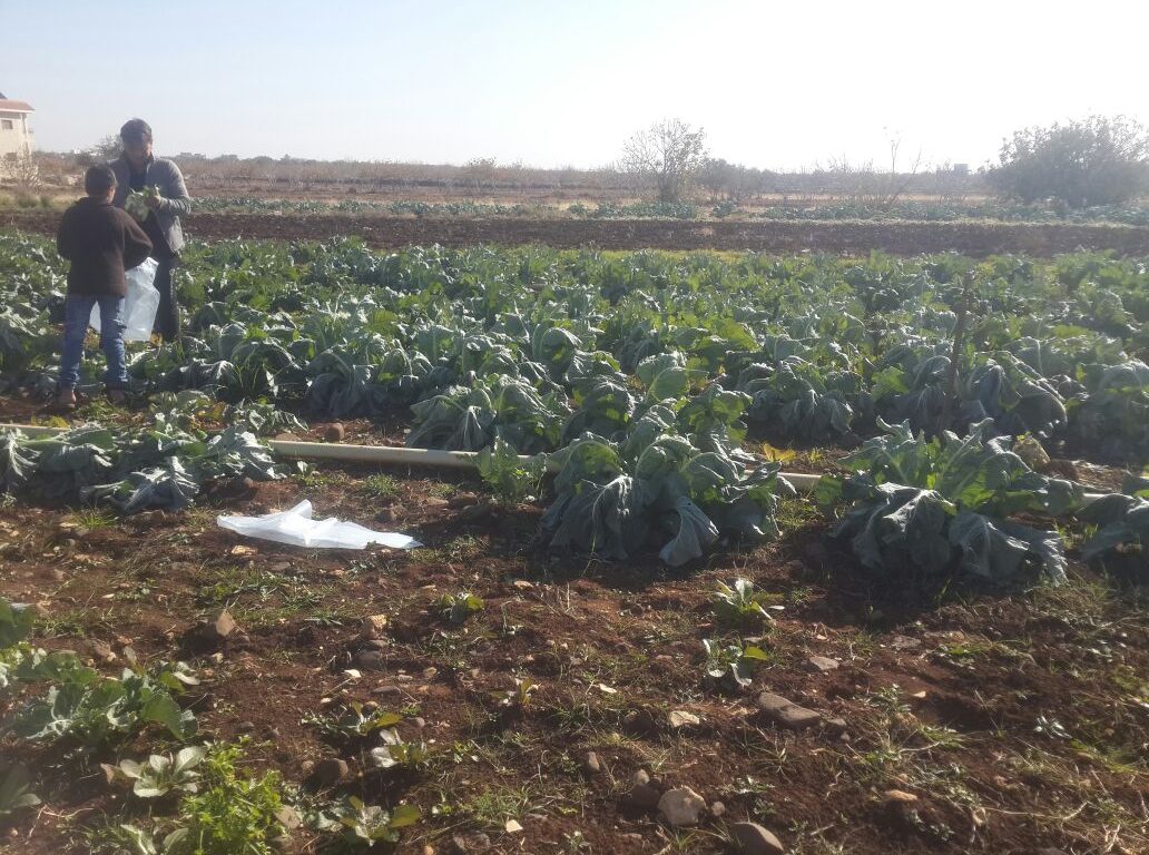 مزارع في أرضه الزراعية في كفر نبل. تصوير: هدى يحيى/28نوفمبر 2016/ خاص حكاية ما انحكت